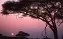 WT 1400 212-11 Kenya